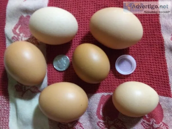 Farm Fresh Brown Eggs