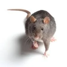 RATS CONTROL