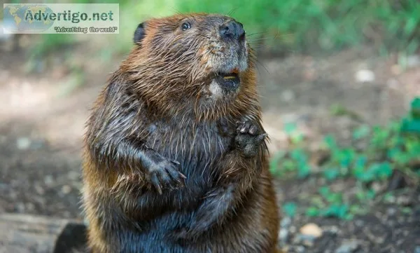 How To Get Rid Of Beaver In Houston TX