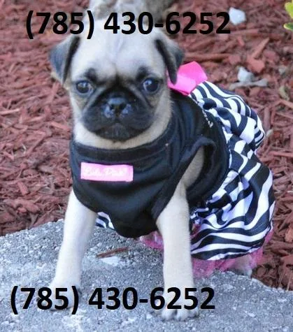 Amazing Pug Puppies Searching For New Homes.