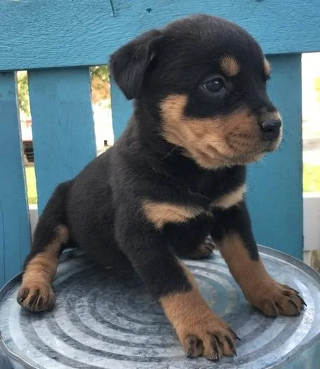 Lovely Rottweiler Puppies Needing Caring Homes.