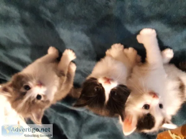 Playful Kittens