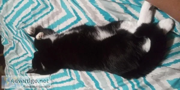 8 month old male cat
