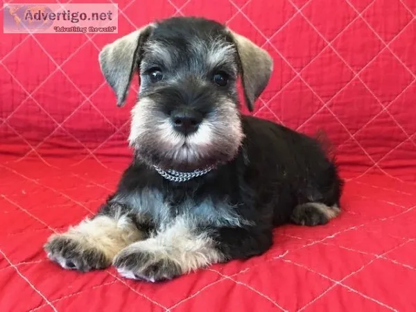 True Miniature Schnauzer pups