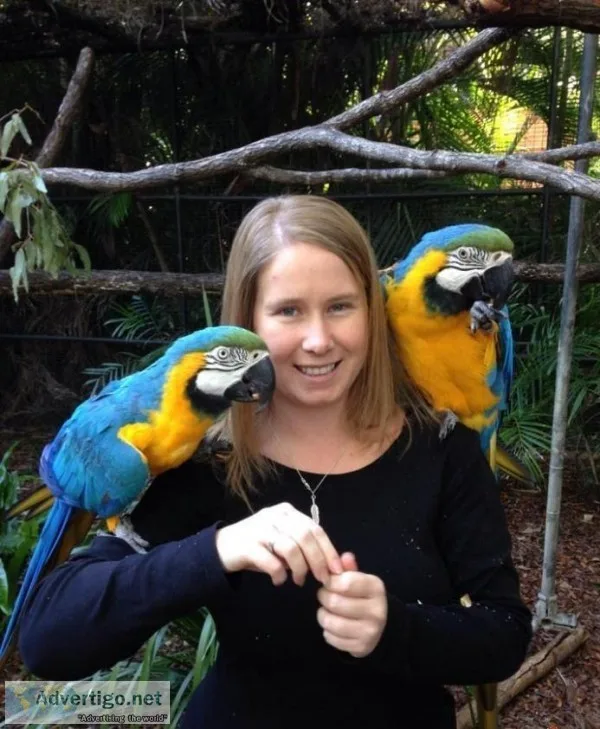 Blue and Gold Macaw parrots