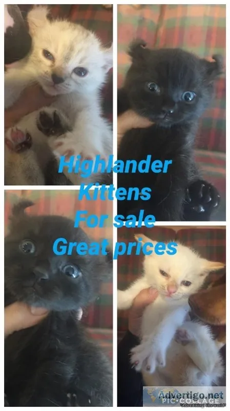 Highlander kittens