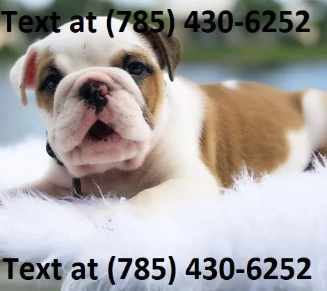 Kindhearted English Bulldog Puppies Wanting New Homes.