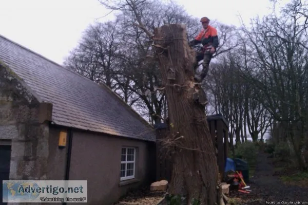 The 10 Best Tree Maintenance Services Near me.