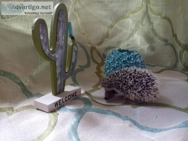 Hedgehog baby