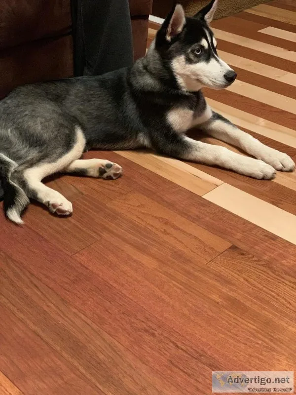 Husky