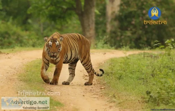 Book your Holiday Trip Bandhipur Safari Beauty in India-Tripnetr