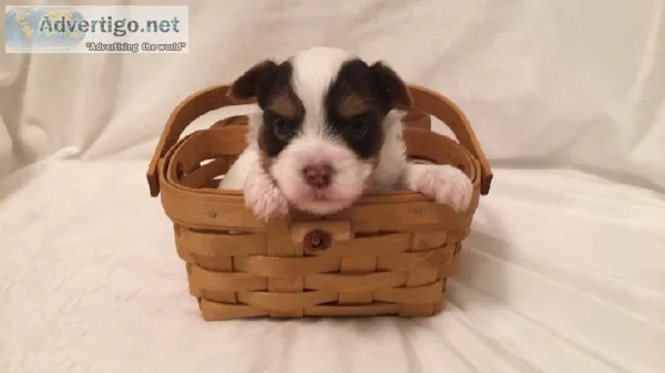 Rare AKC Chocolate Parti Puppies