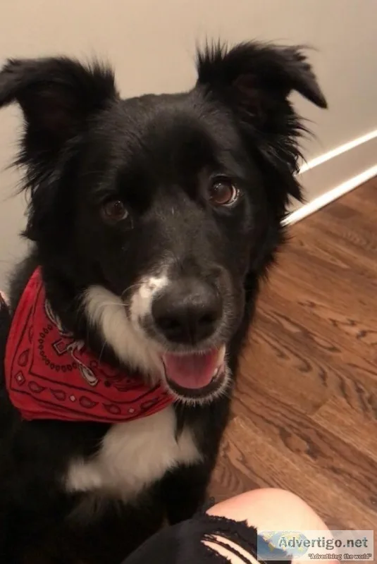 LOST DOG REWARD