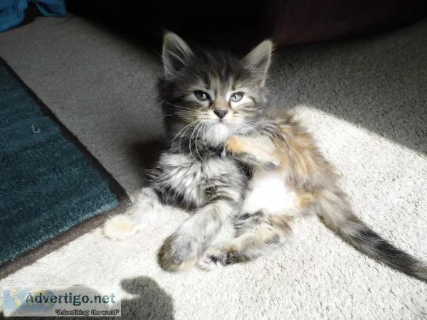 Maine Coon Kittens