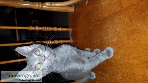 Free 1 female calico and 1 male grey kitten