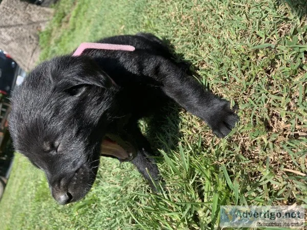 AKC Lab Puppies