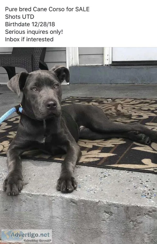Female Cane Corso