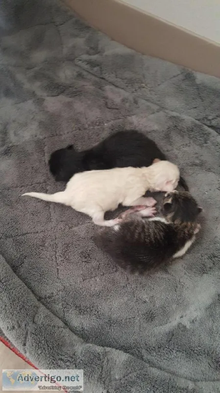 Free Fluffy Kittens