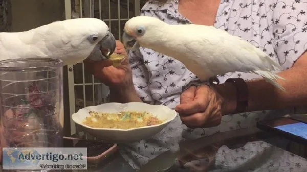 Fully Fearthered Cockatoo parrots