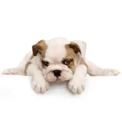 Fluffy Puppies of Pinellas Inc.