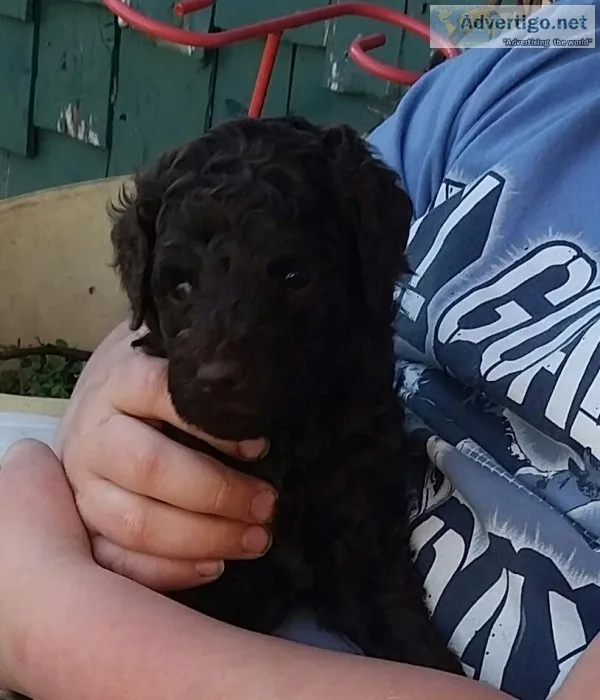 Labradoodles Family Raised Free Hugs