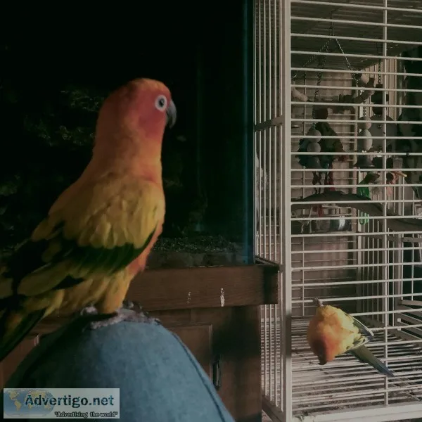 Two adorable Sun Conure and cage