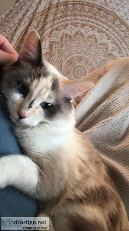 Free Cat