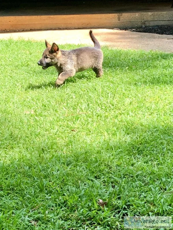 German Sheppard puppy