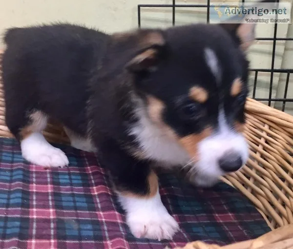 Pembroke Welsh Corgi Puppy