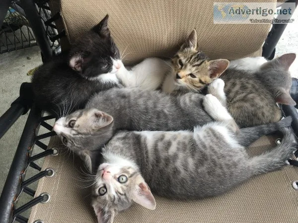 Kittens well loved and cuddled
