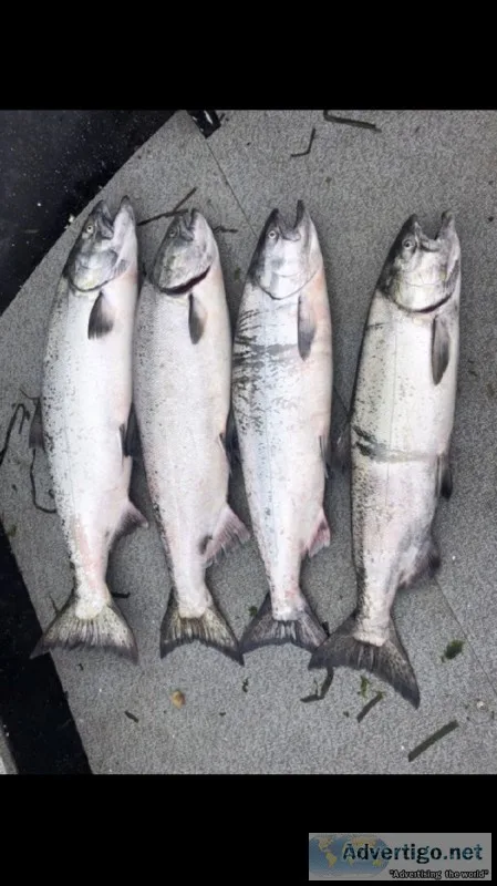 Chinook Salmon Season Is Here
