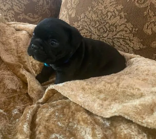 French bulldog puppies just near me