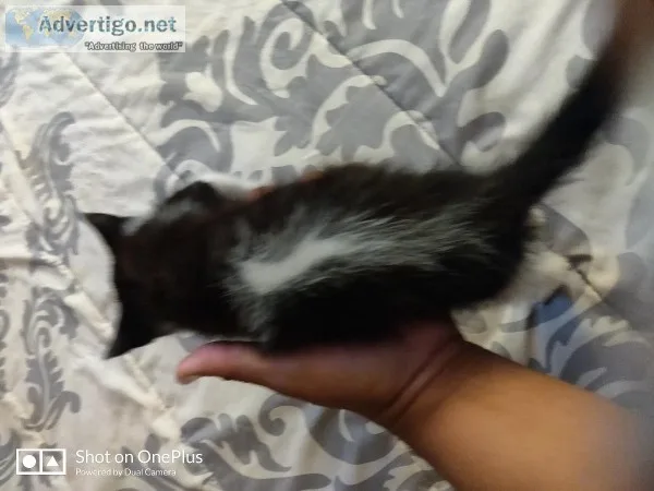 Beautiful boy kitten 