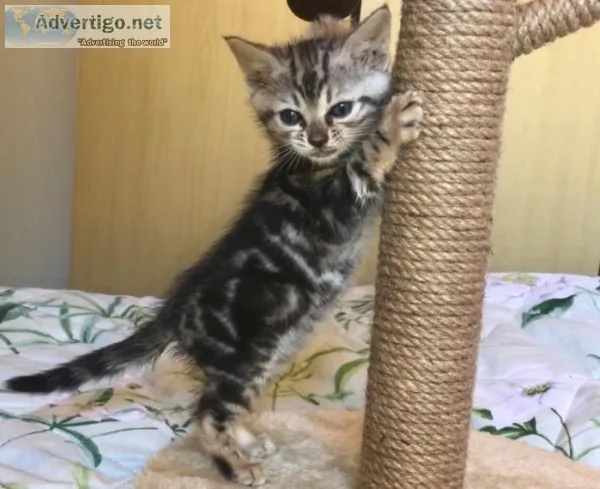 Active Bengal kittens