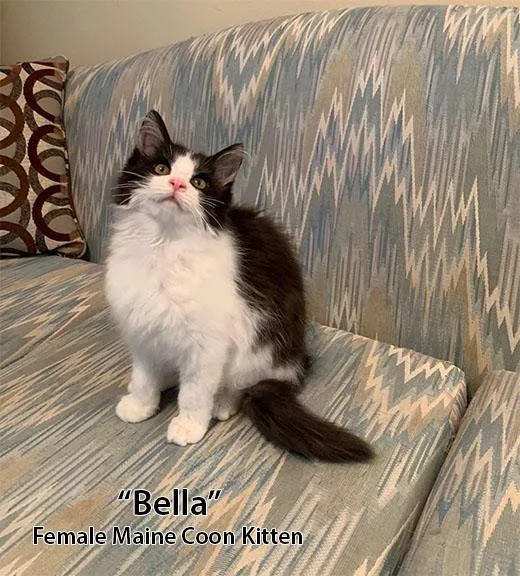 Gentle and Giant Maine Coon Kittens