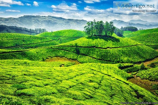 Feel Like Heaven. Experience the Best Honeymoon Spot in Munnar