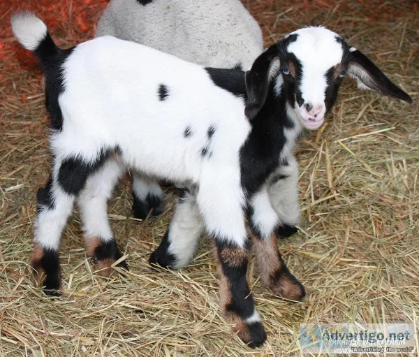 Mini Goats
