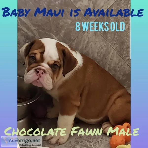 English bulldogs puppies