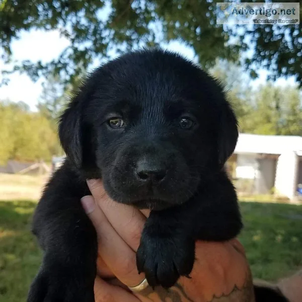 Akc lab pups