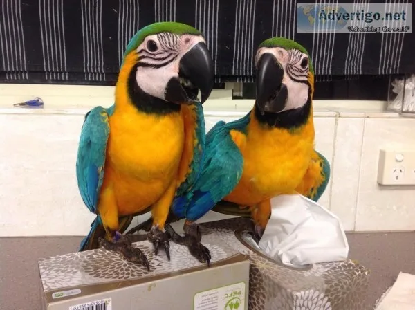 Young and talking macaw parrots for rehoming.