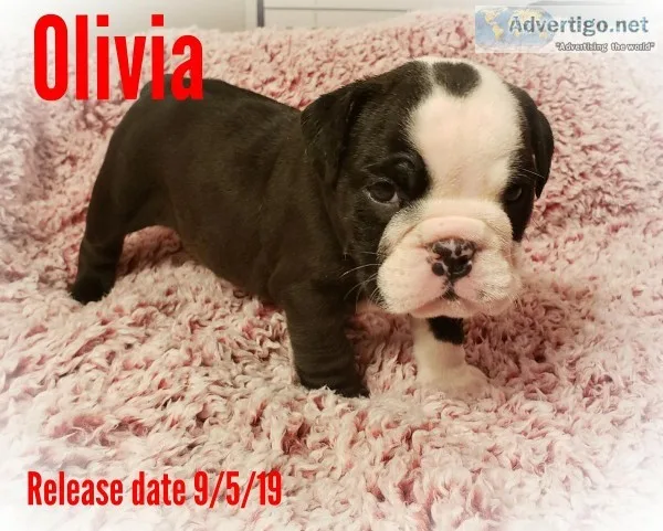 Akc English Bulldog puppies