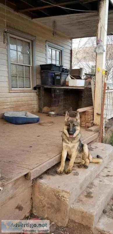 Female German Shepard