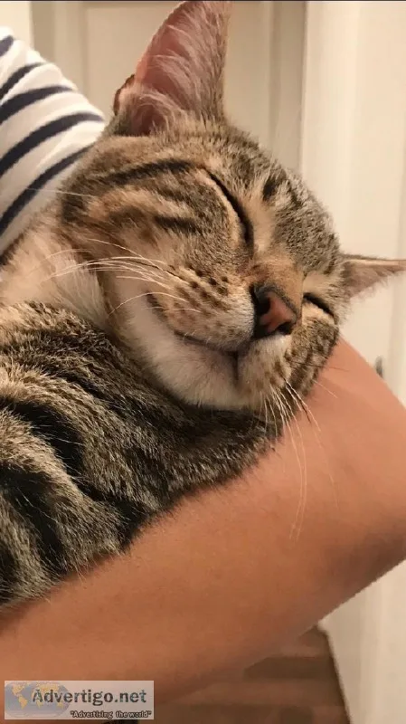6 month cats