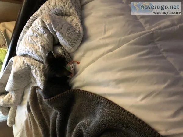 Kitten