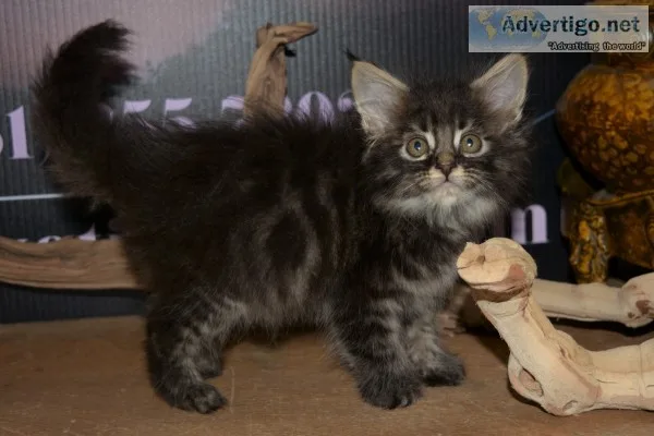 Maine c--n kittens