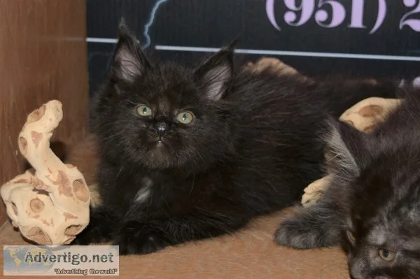 Maine c--n kittens