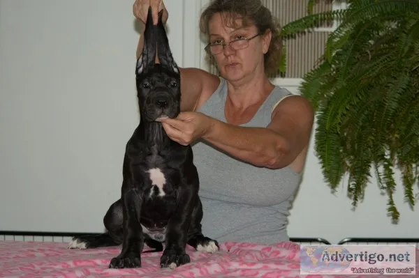 Great dane puppies