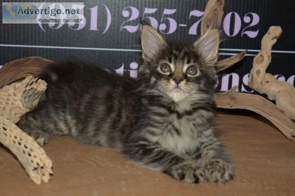 Maine c--n kittens