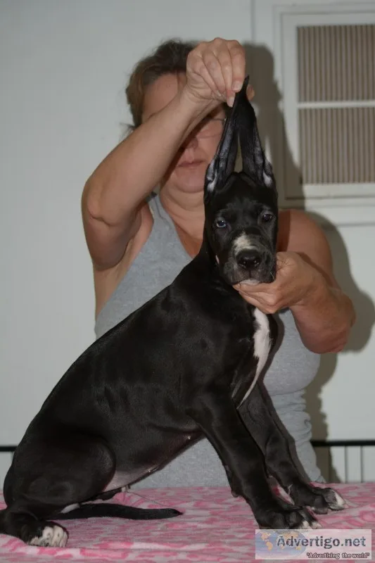 Great dane puppies