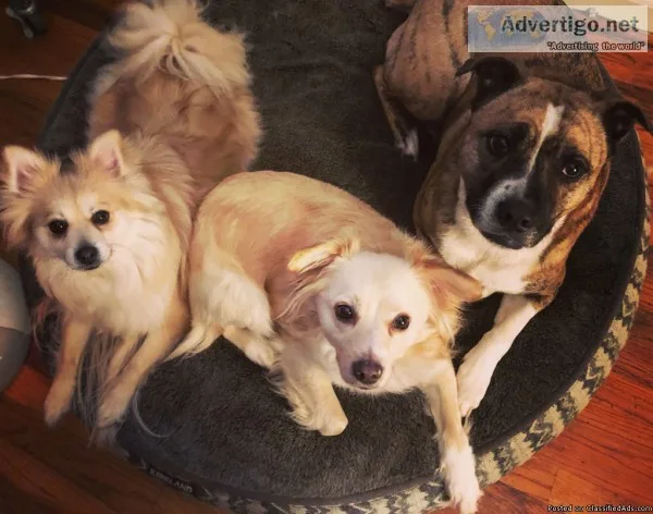 Forest Acres Doggy Day Care and Boarding
